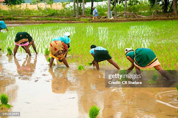 women farmer working in rice field - tamil nadu foto e immagini stock