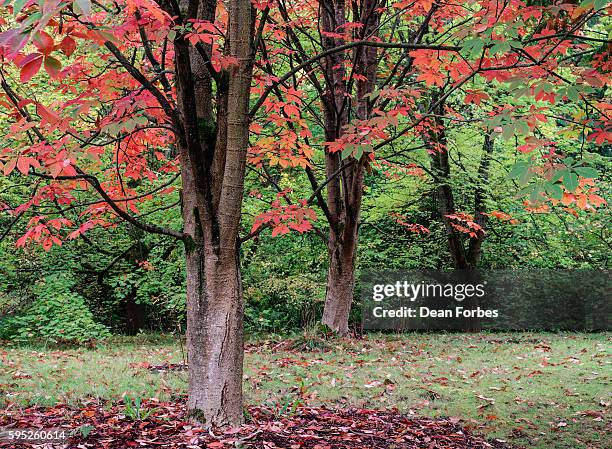 three - washington park arboretum foto e immagini stock