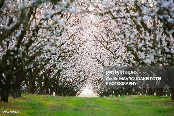 tunnel of almond trees - almond branch stock pictures, royalty-free photos & images