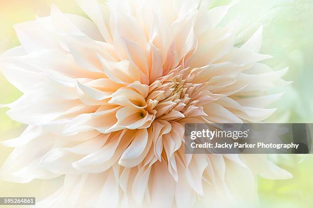 dahlia 'cafe au lait' - dahlia cafe au lait stock pictures, royalty-free photos & images