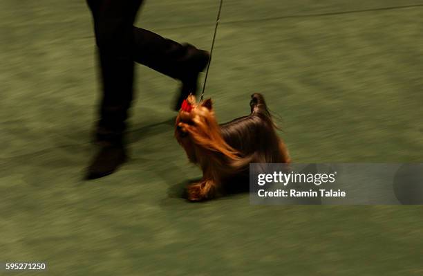 Dog handler walks his Yorkshire Terrier for judges during the 131st Westminster Kennel Club dog show at Madison Square Garden in New York City.