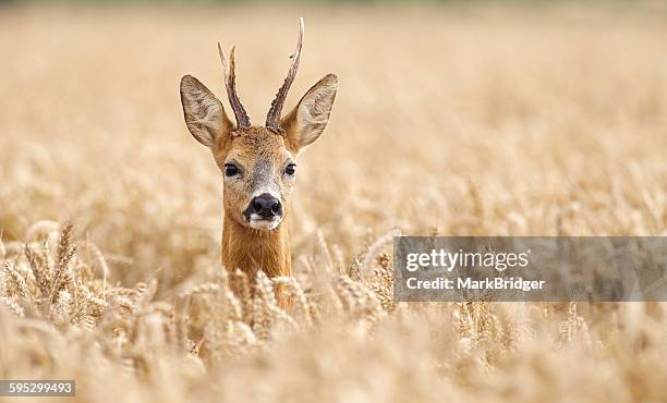 roe deer buck - roe deer stock pictures, royalty-free photos & images