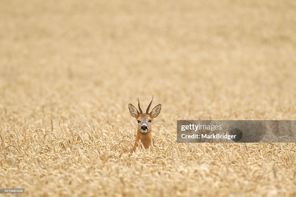 Roe deer lost in a field