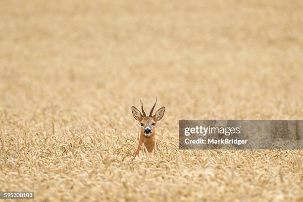 Roe deer lost in a field