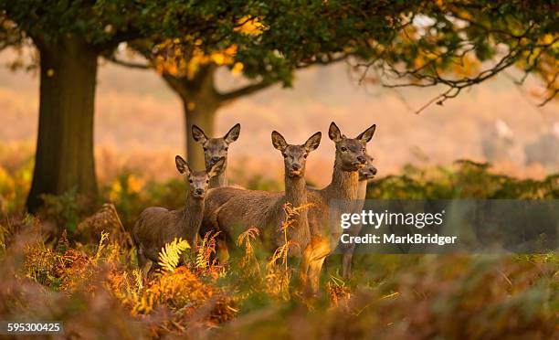 five red deer hinds - wilde tiere stock-fotos und bilder