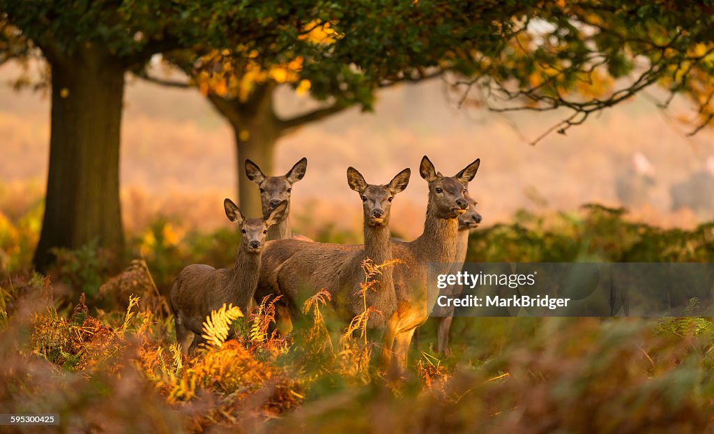 Five red deer hinds