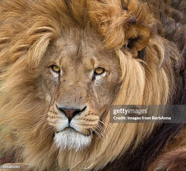 male lion portrait - animal whisker stock pictures, royalty-free photos & images