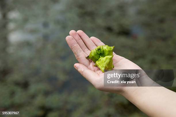 hand holding fresh picked water caltrops - trapa stock-fotos und bilder