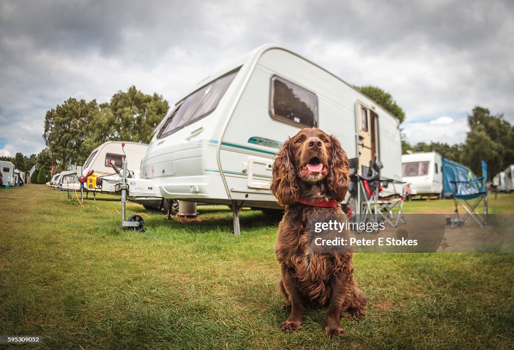 Cute brown dog sits in front of touring caravan on guard duty