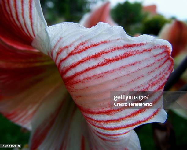 amaryllis petal - hippeastrum picotee stock pictures, royalty-free photos & images