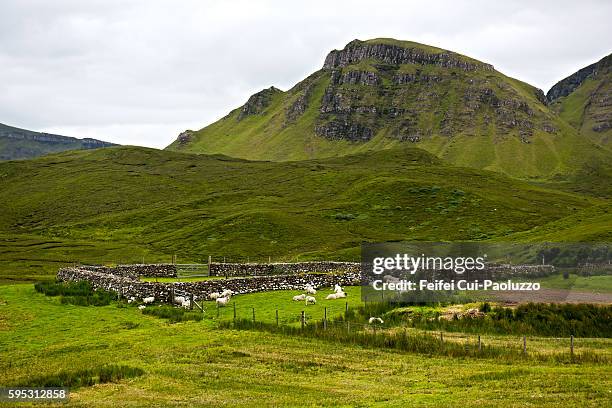 a pen and sheeps at quiraing in isle of sky in scotland - agritoerisme stockfoto's en -beelden