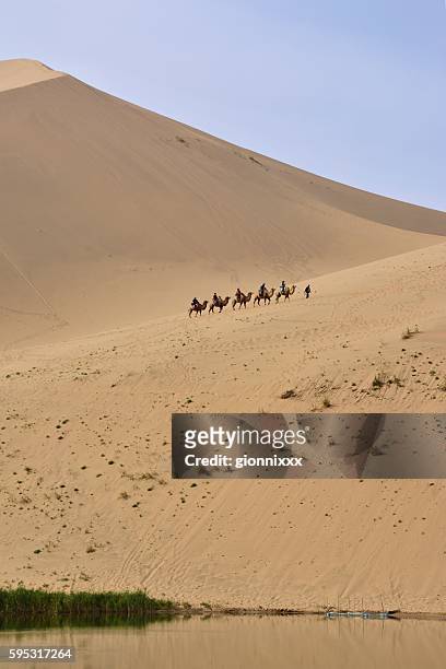 camel riding in badain jaran desert, inner mongolia - inner mongolia bildbanksfoton och bilder