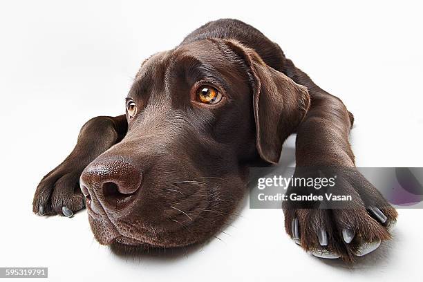 sad brown labrador - chocolate labrador retriever stock pictures, royalty-free photos & images