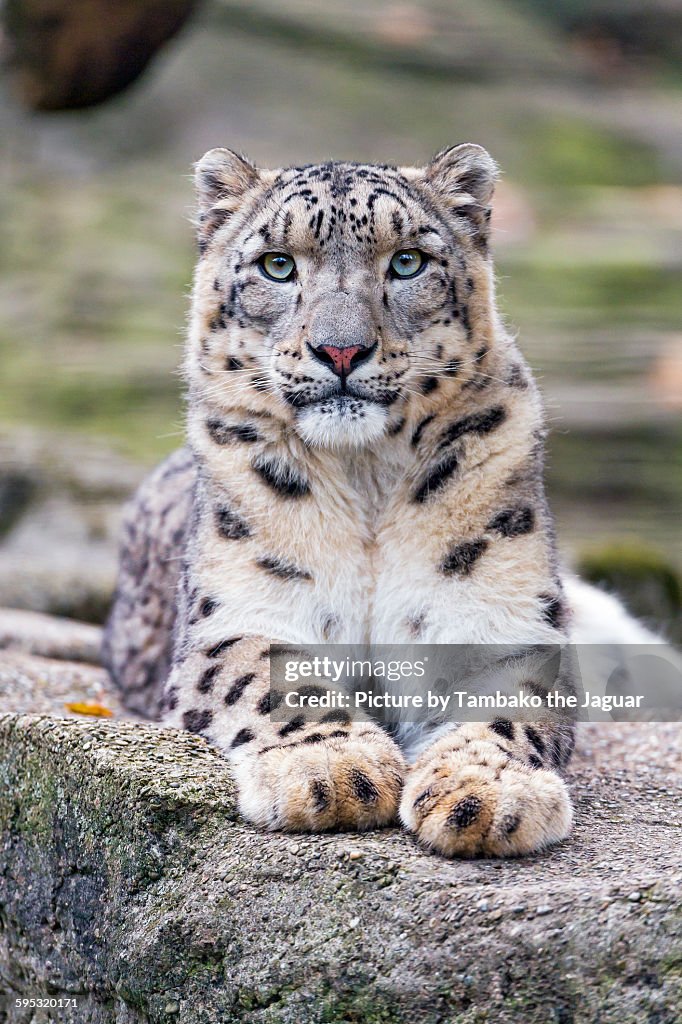 Snow leopard resting on a rock