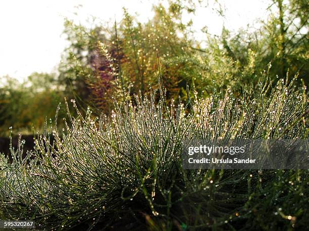 morning dew drops on grass - fellbach bildbanksfoton och bilder