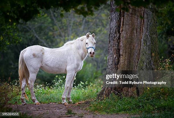 white horse - white horse stock pictures, royalty-free photos & images