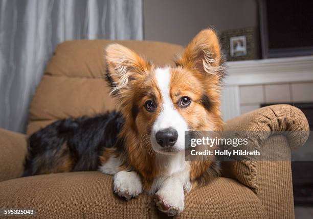 corgi puppy in a chair - pembroke welsh corgi stock pictures, royalty-free photos & images
