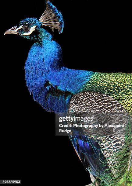 male peafowl - alexandra anka bildbanksfoton och bilder