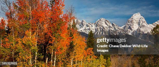 autumn meets winter - jackson wyoming foto e immagini stock