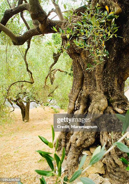 olive tree - pisciotta stock-fotos und bilder