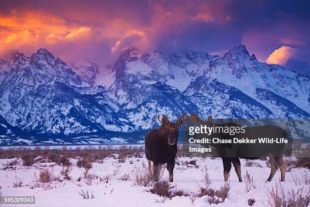 looking the wrong way - grand teton national park sunset stock pictures, royalty-free photos & images