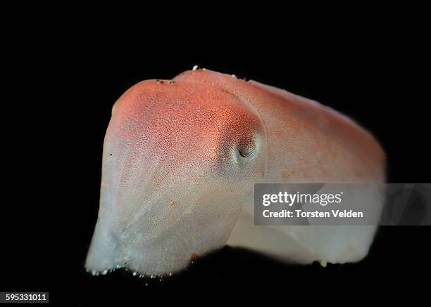 346 Juvenile Squid Stock Photos, High-Res Pictures, and Images - Getty