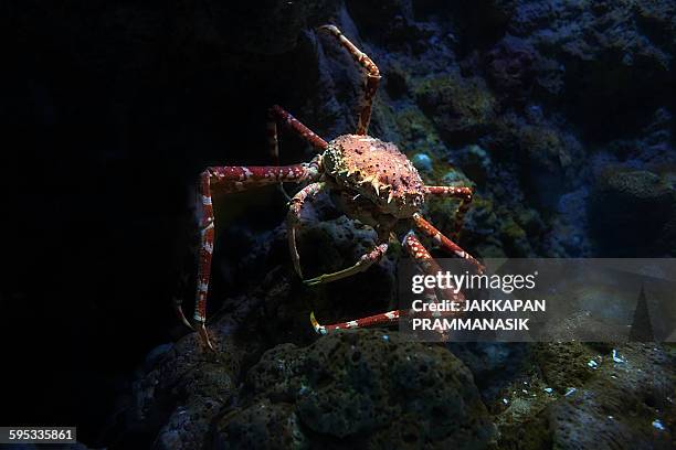 90 Japanese Spider Crab Stock Photos, High-Res Pictures, and Images