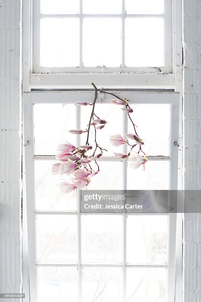 Magnolia Flowers hanging on white paned Window