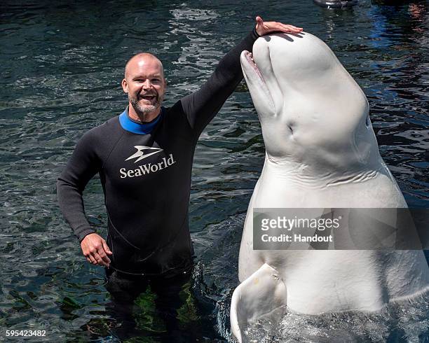 In this handout photo provided by SeaWorld San Diego, David Ross, catcher for the Chicago Cubs, meets Ferdinand, a 46-year-old beluga whale, at...