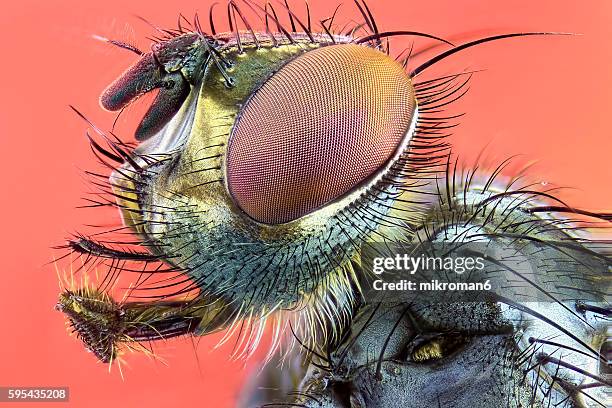 flesh fly (sarcophaga bercaea or sarcophaga carnaria fly). - compound eye stock pictures, royalty-free photos & images