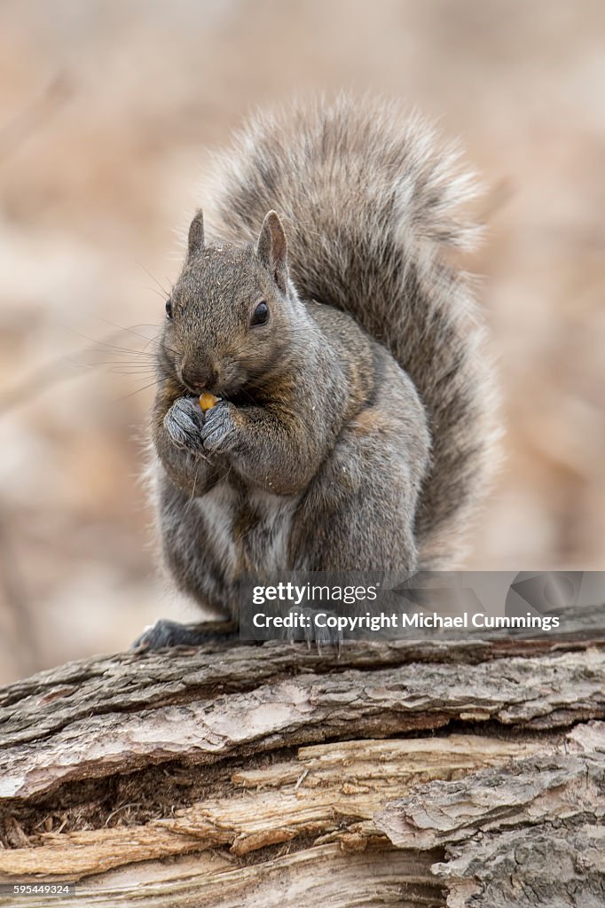 Gray Squirrel