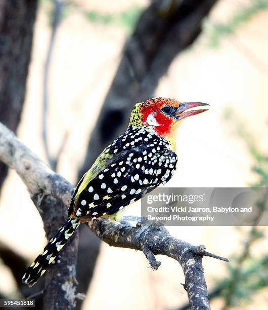 red and yellow barbet of tanzania - barbet photos et images de collection