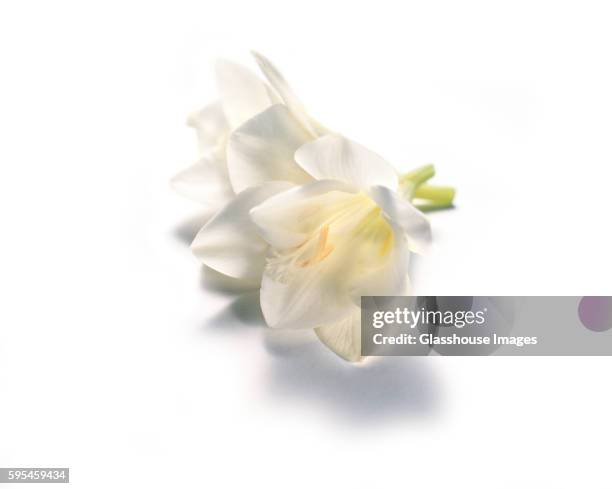 freesia flowers - white flower imagens e fotografias de stock