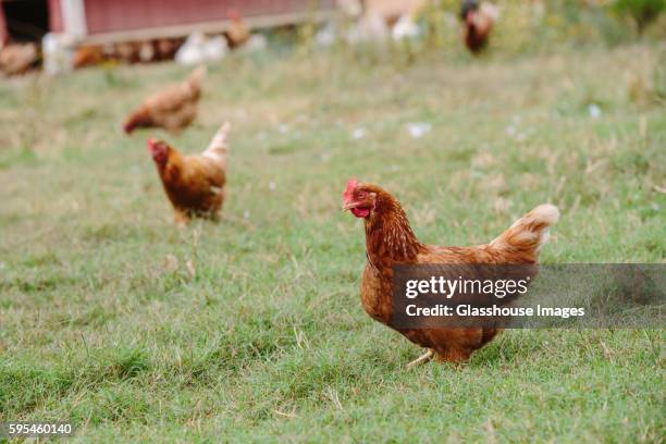 rhode island red hens in field - domestic animals stock pictures, royalty-free photos & images