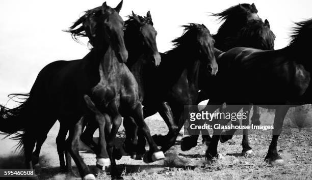 galloping horses - cheval noir photos et images de collection