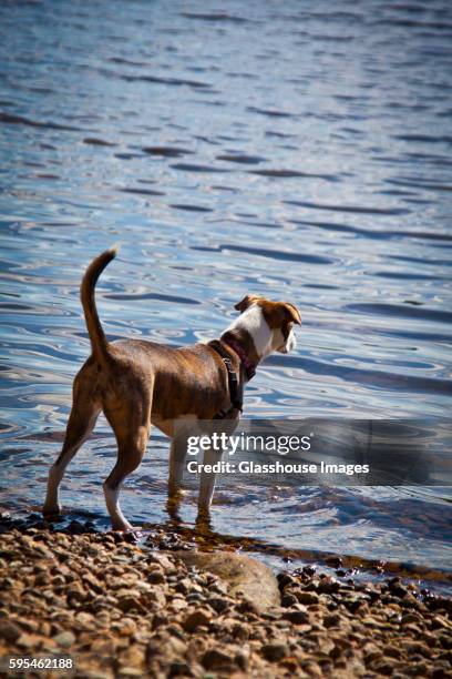 dog at lake - oquossoc - fotografias e filmes do acervo