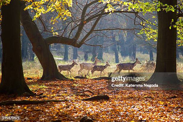 autumn in the forest - copenhagen park stock pictures, royalty-free photos & images