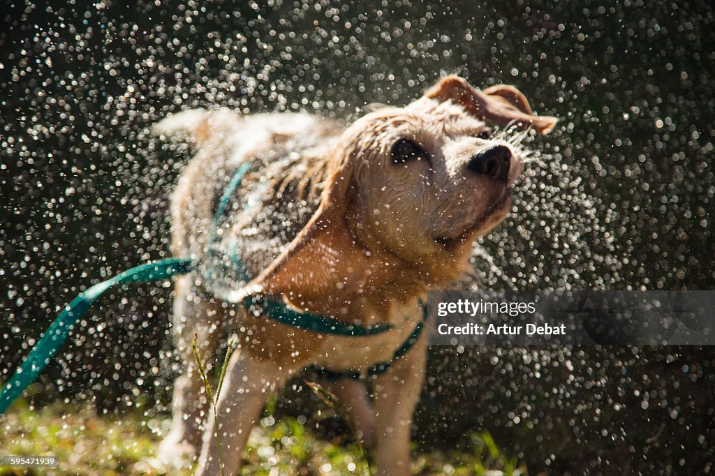 Beagle dog shaking after bath water at home patio.