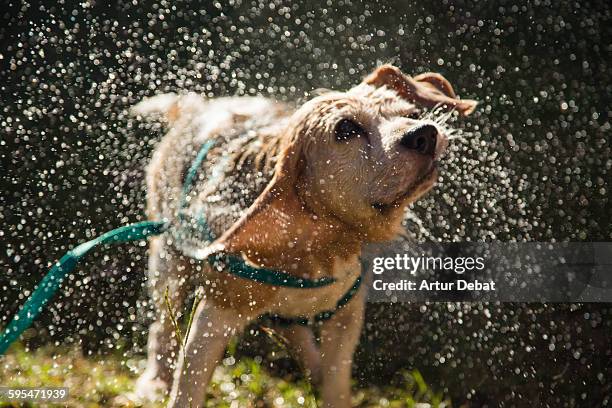 beagle dog shaking after bath water at home patio. - shaking bildbanksfoton och bilder