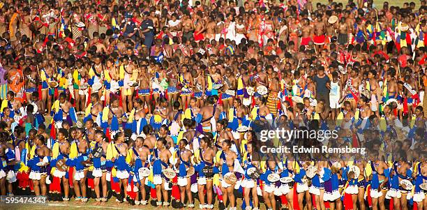 rows and rows - reed dance bildbanksfoton och bilder