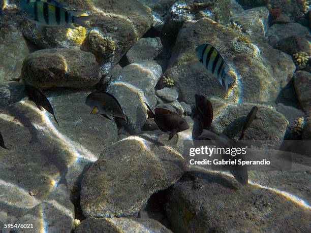 fishes and stones - acanthurus sohal stock pictures, royalty-free photos & images