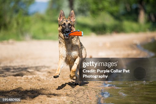 German Shepherd Running on Beach with Toy German Shepherd Running on Beach with Toy