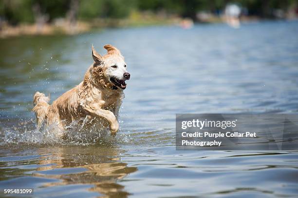 golden retriever dog running into lake - dog looking down stock pictures, royalty-free photos & images