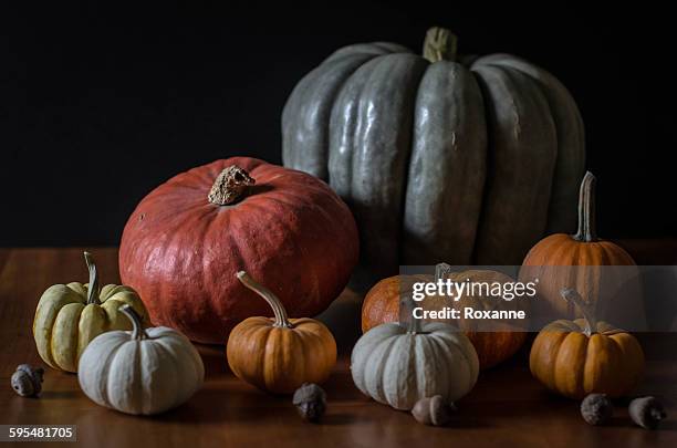 autumn harvest - miniature pumpkin stock pictures, royalty-free photos & images