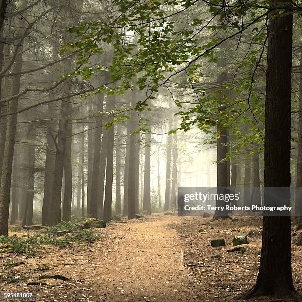 woodland path - terry woods stock pictures, royalty-free photos & images