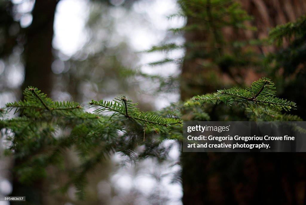 Pine tree close-up