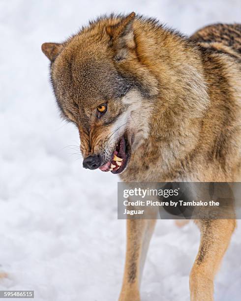 Angry Snow Wolves Angry Wolves Photos and Premium High Res Pictures - Getty Images