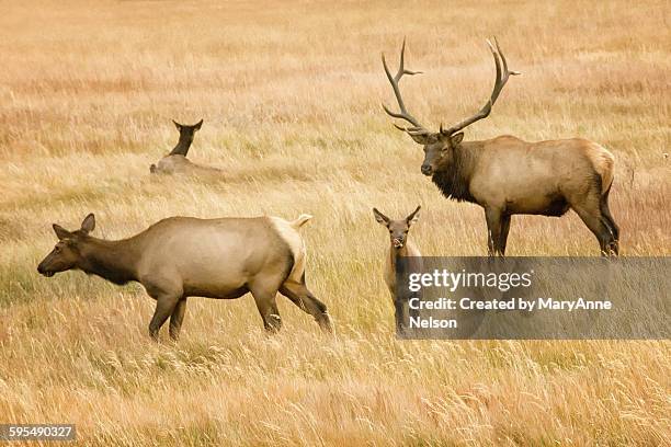 male and his elk herd - moose stock pictures, royalty-free photos & images