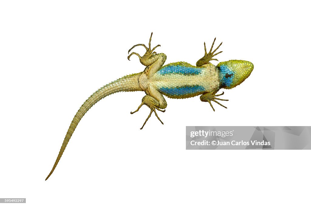 Green spiny lizard