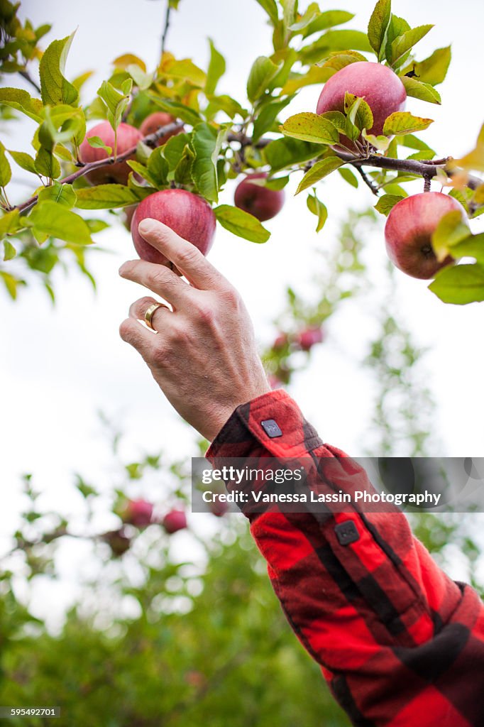 Apple Picking